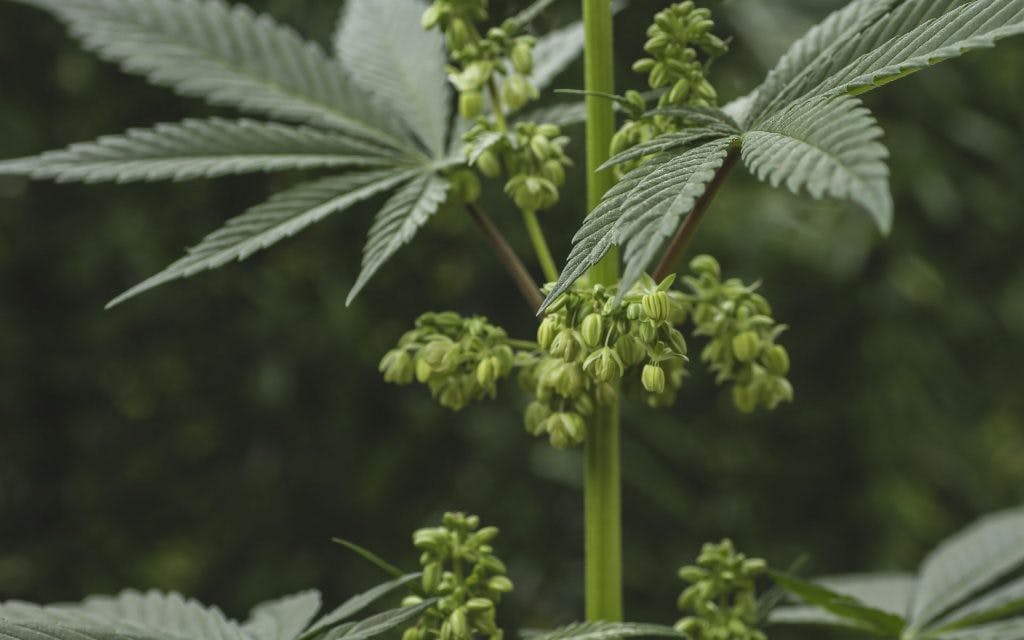 male versus female cannabis plants, how to sex a cannabis plant